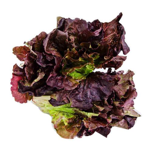 Lechuga Morada Por Kg