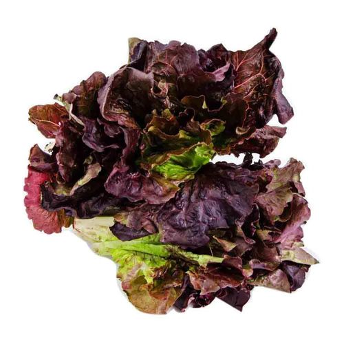 Lechuga Morada  Orgánica X Unidad