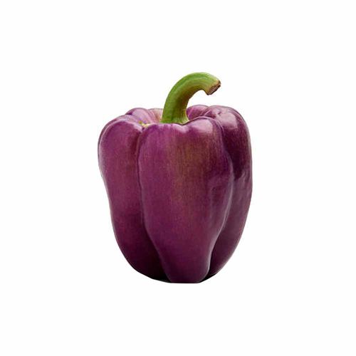 Pimiento Violeta