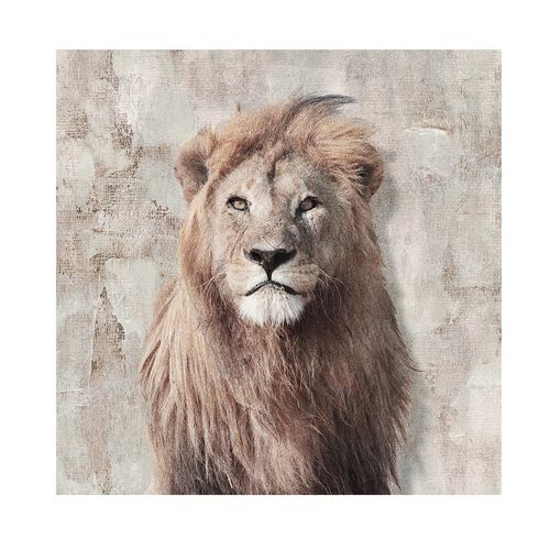 Canvas 20x20 Cm Animales 02 Krea